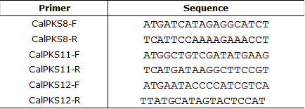 각 PKS 유전자에 요구되는 restriction enzyme site sequence를 붙여서 제작된 primer.