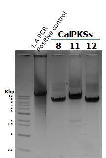 Long amplification(LA) PCR 결과 얻은 insert CalPKS8, 11, 12