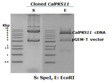 pGEM-T vector 에 cloning된 CalPKS11 유전자 cDNA를 제한효소(SpeI, EcoRI)로 절단하여 확인한 결과