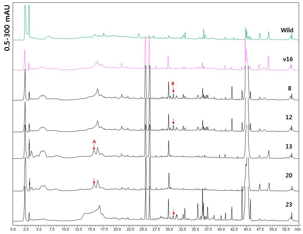 선발된 CalPKS11의 이형질전환체에서 분리한 물질의 HPLC 분석결과