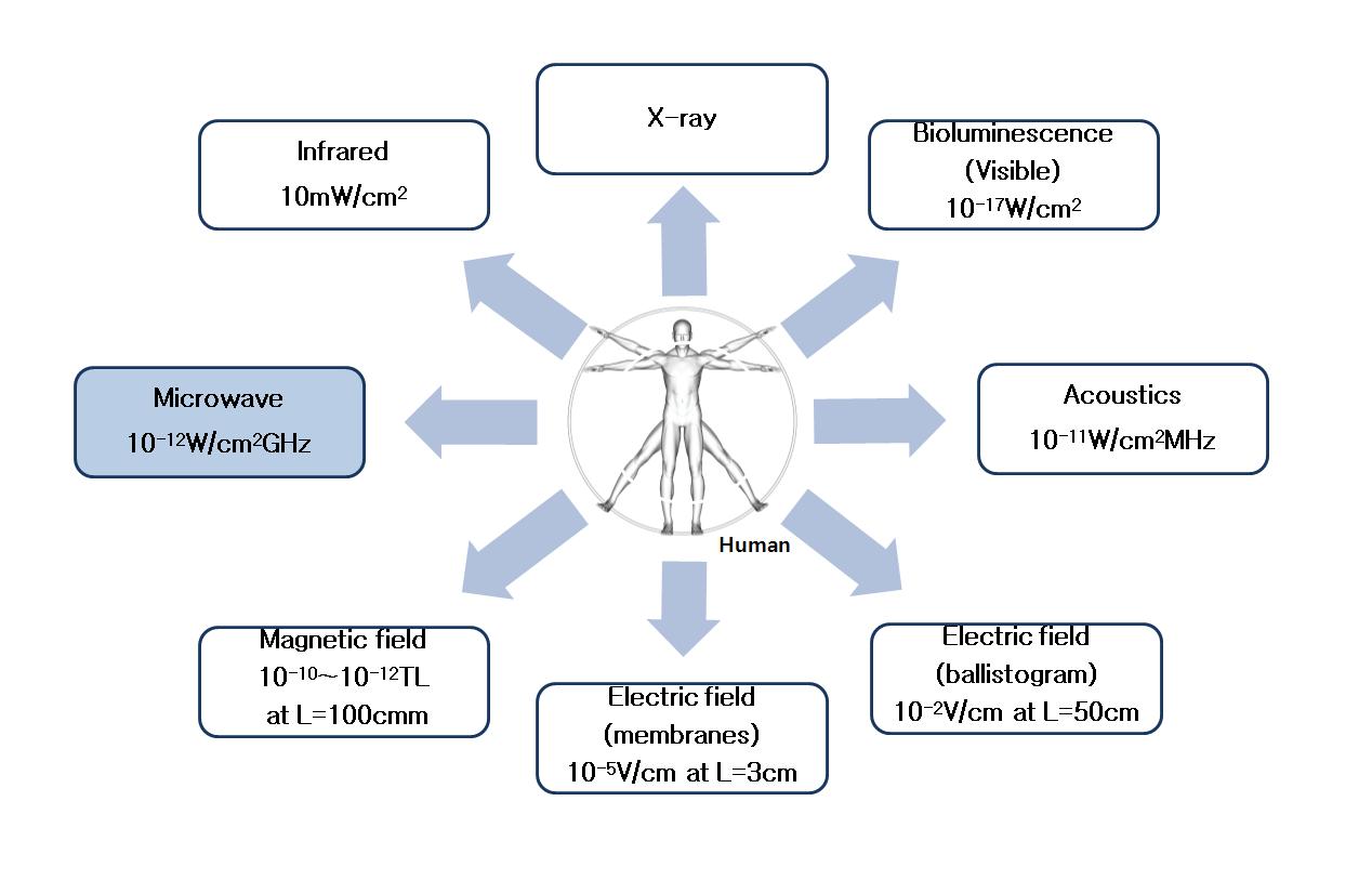 인체의 방사에너지 및 전자계