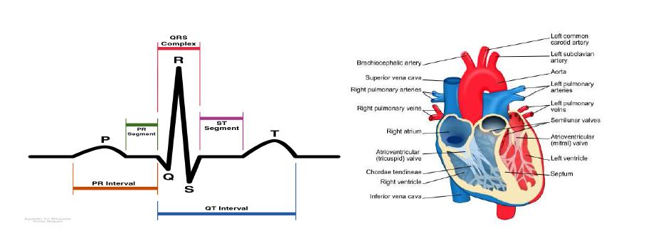 심장 박동에 의한 P, Q, R, S, T 신호