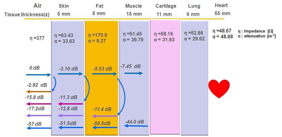 인체 내부에서의 전파의 감쇄와 반사