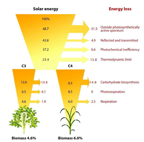 광전환 과정에서 손실되고 난 이후의 biomass를 계산한 것을 나타낸 다. 광전환율의 이론적 최대치는 C3 식물의 경우 4.6%이고 C4 식물 의 경우 6%이다
