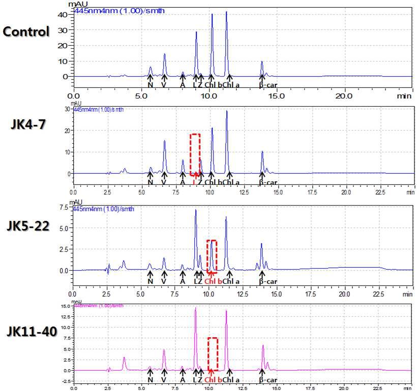 HPLC의 정성 분석 결과로서 control과 돌연변이균주의 색소 구성 비교. JK4-7의 경우 lutein 합성이 일어나지 않은 결과 를 보였고, JK5-22 균주는 control에 비하여 chlorophyll b 의 peak 크기가 줄어들었으며 JK11-40 균주는 chlorophyll b가 발견되지 않았다.