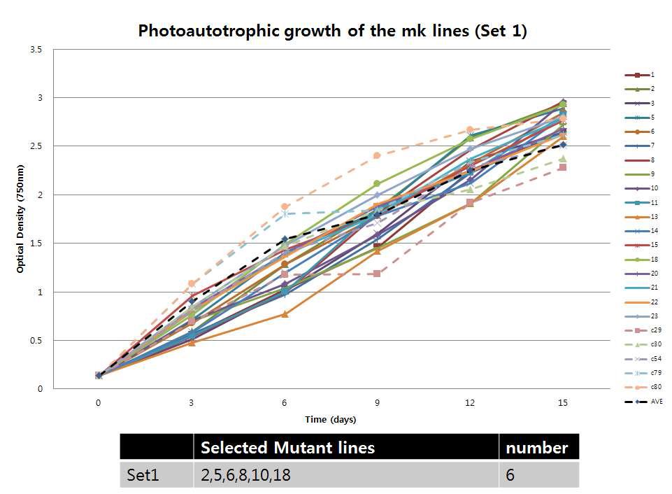 선발된 광합성 우수 후보군의 Photo-Autotrophic growth 1차 측정-set 1
