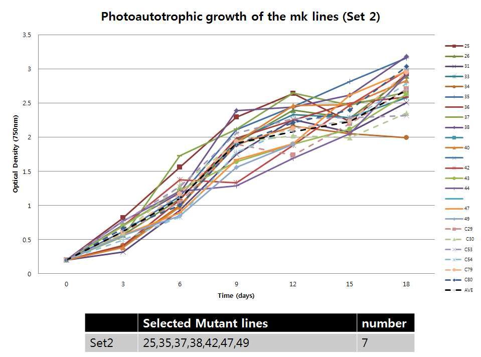 선발된 광합성 우수 후보군의 Photo-Autotrophic growth 1차 측정-set 2