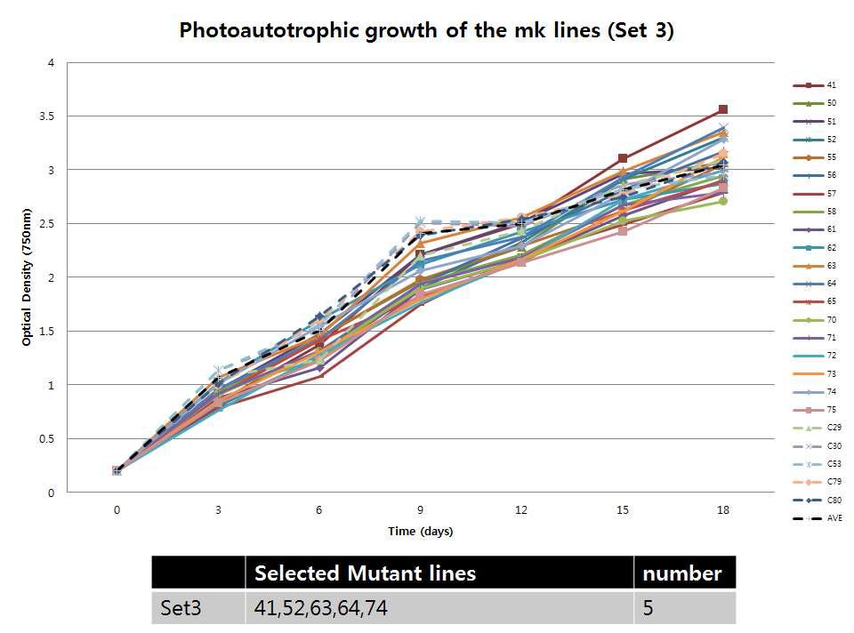 선발된 광합성 우수 후보군의 Photo-Autotrophic growth 1차 측정-set 3