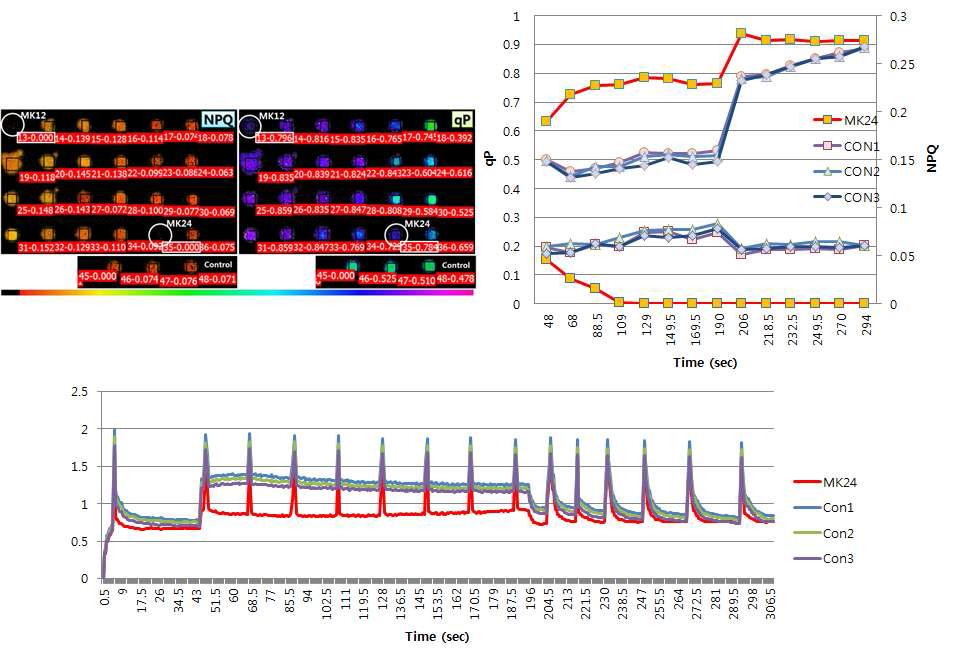 Imaging PAM을 이용한 형광측정 결과, 형광유도곡선과 NPQ, qP data
