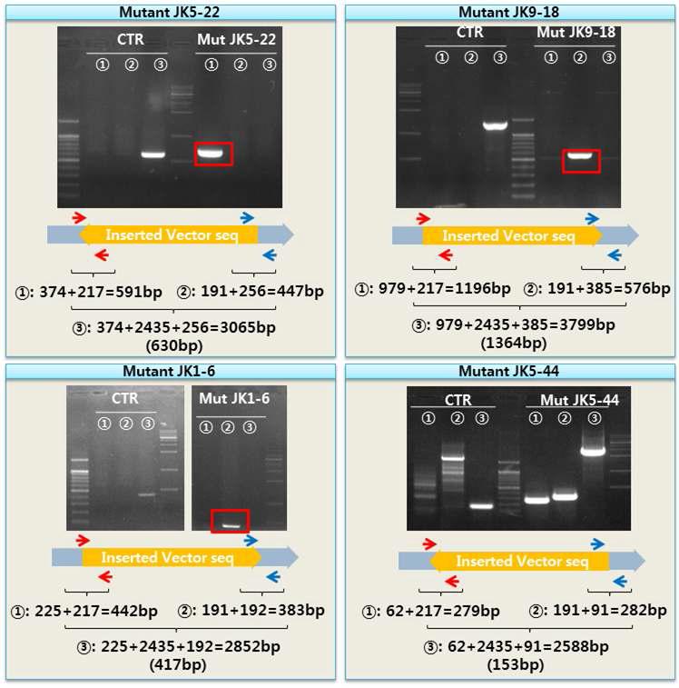 돌연변이 균주의 insertion PCR 결과. 다양한 primer를 조합하여 ①, ②, ③의 PCR을 진행하였을 때 삽입된 벡터의 위치를 재확인할 수 있었다.