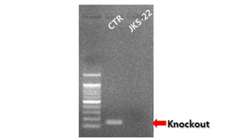 타겟 유전자의 RNA 발현 양상을 비교 하는 RT-PCR 결과. 대조군인 CTR(control)와 돌연변이 균주 JK5-22에서 RNA 발현을 비교하였다.