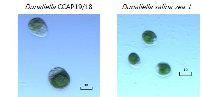 Dunaliella salina CCAP19/18과 Dunaliella salina zea1 의 광학현미경 사 진