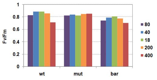 광합성 효율을 비교하는 parameter중의 하나인 Fv/Fm값의 비교: 야생 종과 D. bardawil은 Fv/Fm이 광도의 증가와 함께 감소하지만 돌연변이 종에서는 거의 일정하게 유지되고 있다.