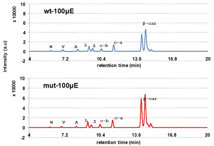 일반 배양조건이었던 100 μmol photons·m-2·s-1에서 돌연변이종은 야생종보다 베타카로틴 함량이 높다.