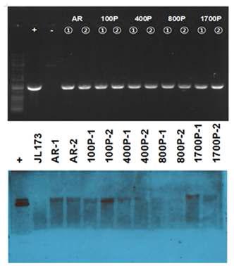 형질전환 후 선발된 Chlamydomonas clone들 의 PCR (A) 과 Southern blot (B)을 통한 genome상 의 luciferase 유전자 삽입 확인