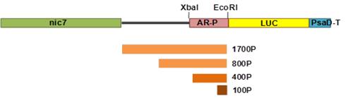 Promoter assay를 위한 점차적으로 결손시킨 CBR promoter::LUC construct를 제작하고 원래 벡터에 있던 AR promoter를 X baI과 EcoRI으로 잘라내어 1,700bp, 800bp, 400bp, 100bp의 CBR 프로모터로 대체