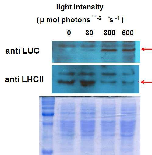 광도에 따른 CBR:LUC Chlamydomonas transgenic stain에서의 LUC와 LHCII 의 발현양 비교