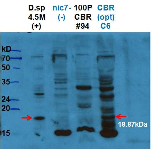 CBR anntibody를 사용하여 CBR 단백질의 발현 여부를 확인한 western blot 결과. 4.5M에서 배양한 D . sp에서 발현한 CBR을 positive control로 사용하였고 nic 7- strain은 CBR이 발현하지 않는 negative control로 사용 하였다.
