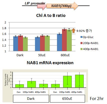 LIP promoter를 이용한 NAB1 유전자의 발현 조절