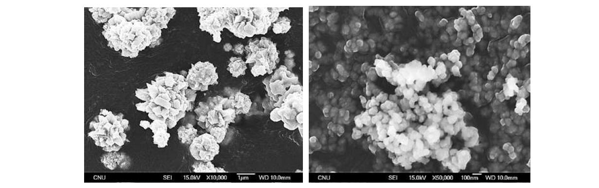 모세관 지지체 출발물질로 사용된 Ni과 Zirconia 입자의 SEM 사진