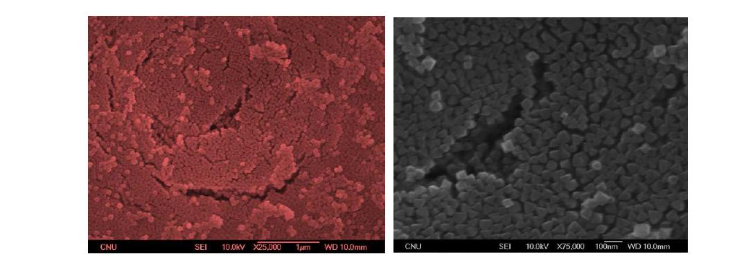 본 연구에서 종결정의 개발된 NaY 제올라이트 나노입자의 SEM 사진