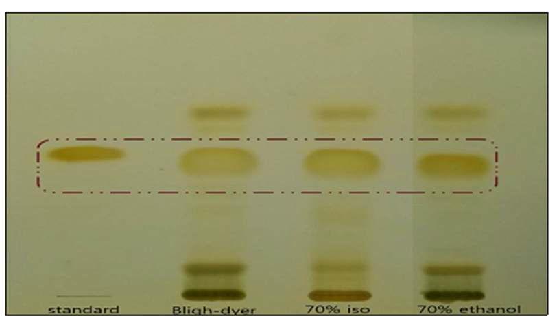 각각의 용매에 따른 추출물의 TLC 결과