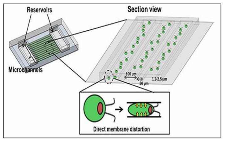 Chlamydomonas reinhardtii에 직접적인 membrane distortion을 가하는 미세유체 기기의 디자인