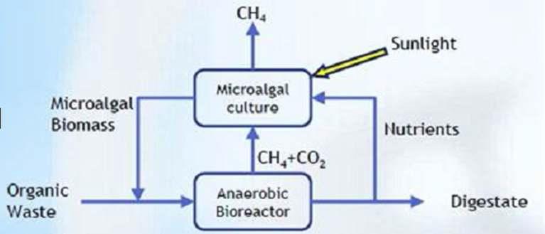 ALGAENET project 개략도