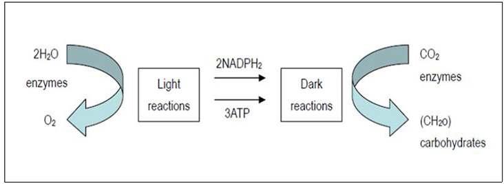 명반응과 암반응에서의 광합성 모식도