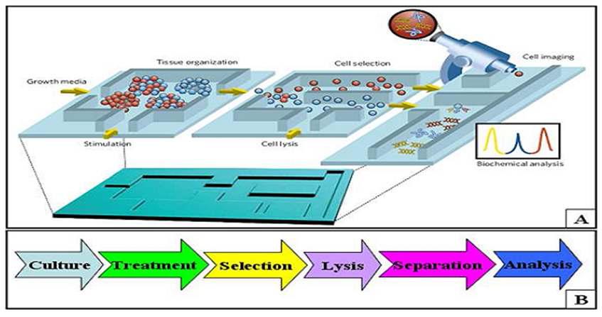 Cell chip의 개념도와 세포 배양으로부터 분석까지의 공정 개념도