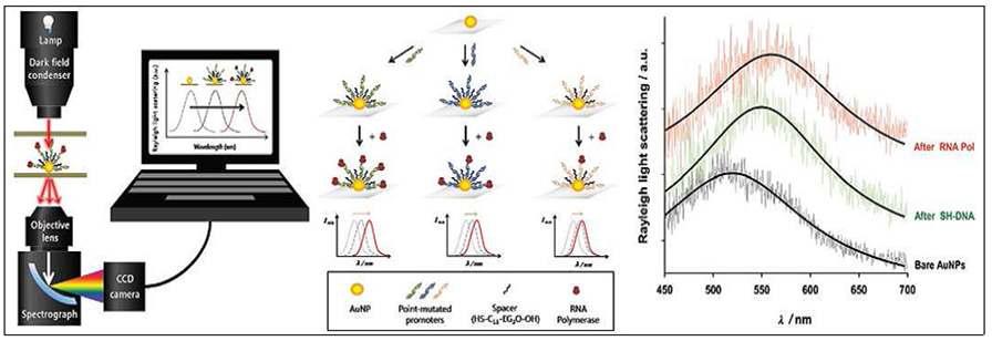 나노입자의 light scattering을 이용한 공명현미경 검지 모식도