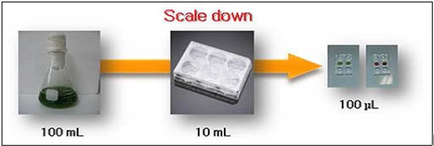 실험의 Scale down 모식도