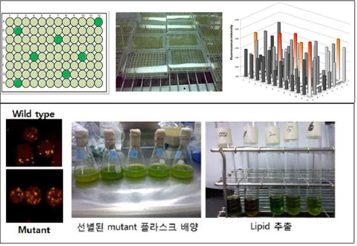 Mutant library 제막 및 lipid 고생산 mutant cell 선별을 위한 fluorescence intensity 비교. 형광표지자를 이용한 cell 내부의 lipid 측정 및 추출