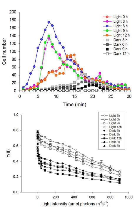 Circadian rhythm에 따른 주광성 및 PSII 활성