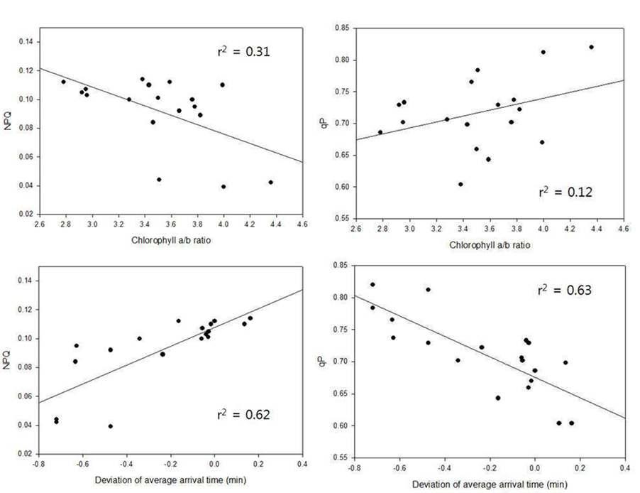 주광성, 광합성 효율 간 상관관계 분석