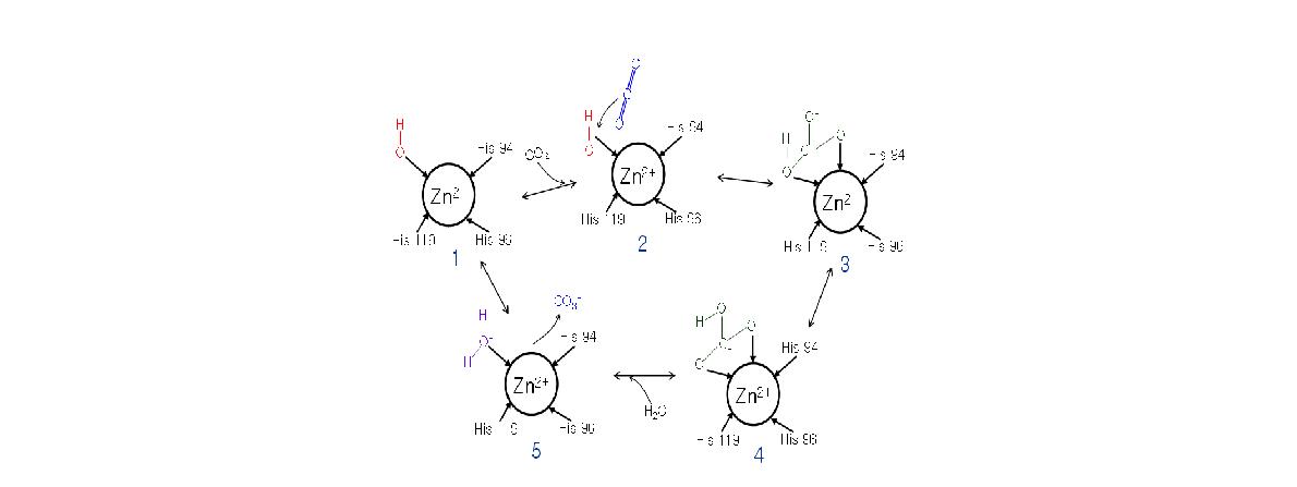 탄산무수화효소의 CO2 수화 반응 메커니즘.