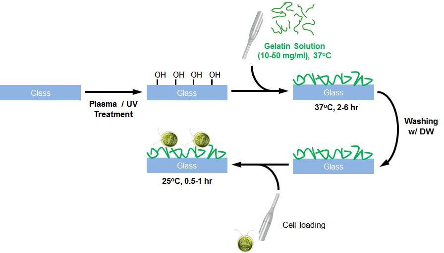 미세조류 표면 고정화 처리 과정