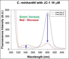 바이오디젤 축적 전 / 후 JC-1 형광 발현도 비교 결과