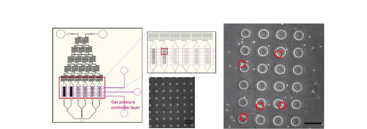 공기압을 기반으로 하는 세포 포획틀 및 포획된 세포 모습