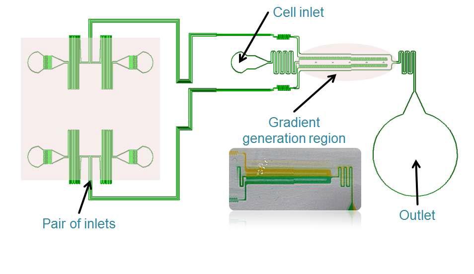 단일 PDMS 채널 기반의 농도구배 형성 플랫폼