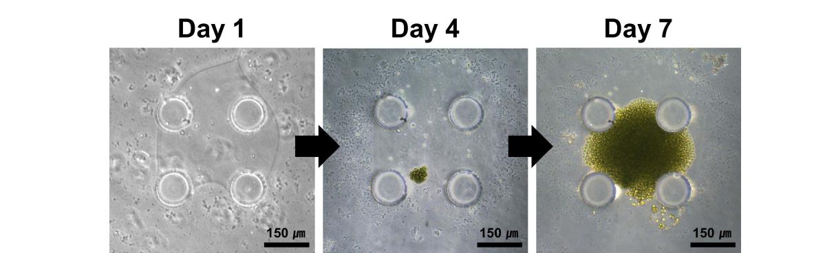 미세구조물 사이에 알지네이트 젤과 함께 패터닝 된 미세조류의 분열과정