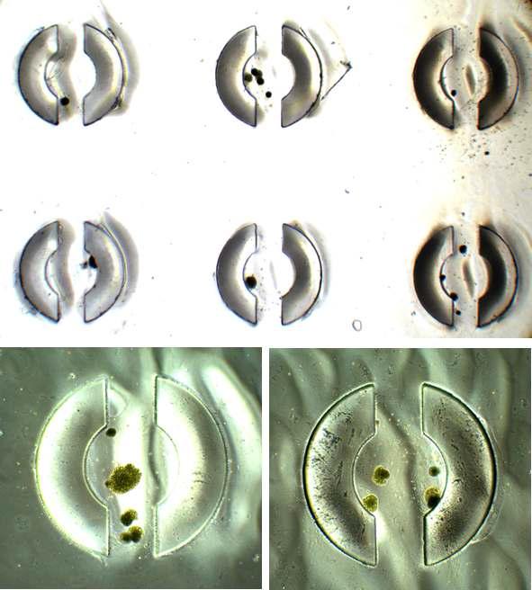 제작된 폴리스티렌 미세유체 플랫폼 상에서 포획 후 정상적으로 생장하는 미세조류