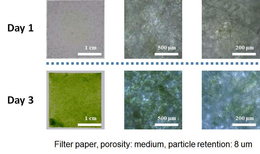 nonwoven material을 이용한 세포 배양 결과