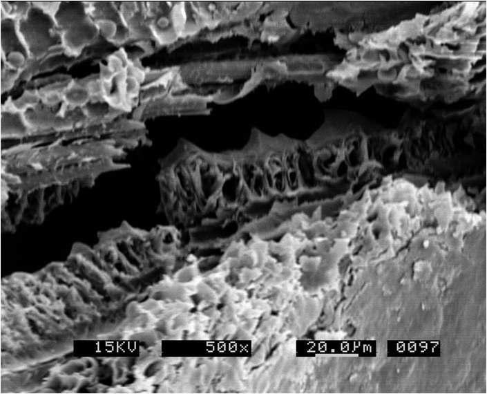 SEM images of rice husk