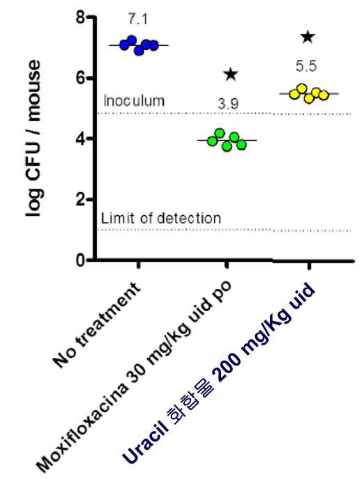 Uracil화합물 구조 변화에 따른 활성의 변화마우스에 대한 결핵균 감염과 Uracil 화합물 치료 결과