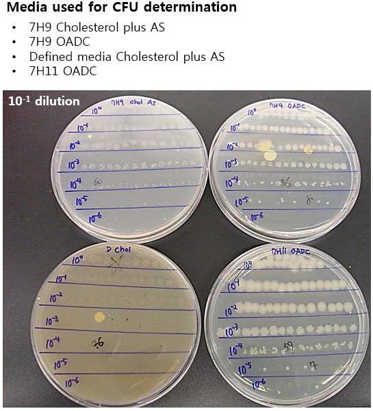 다양한 결핵균 배지에서의 생균수 측정