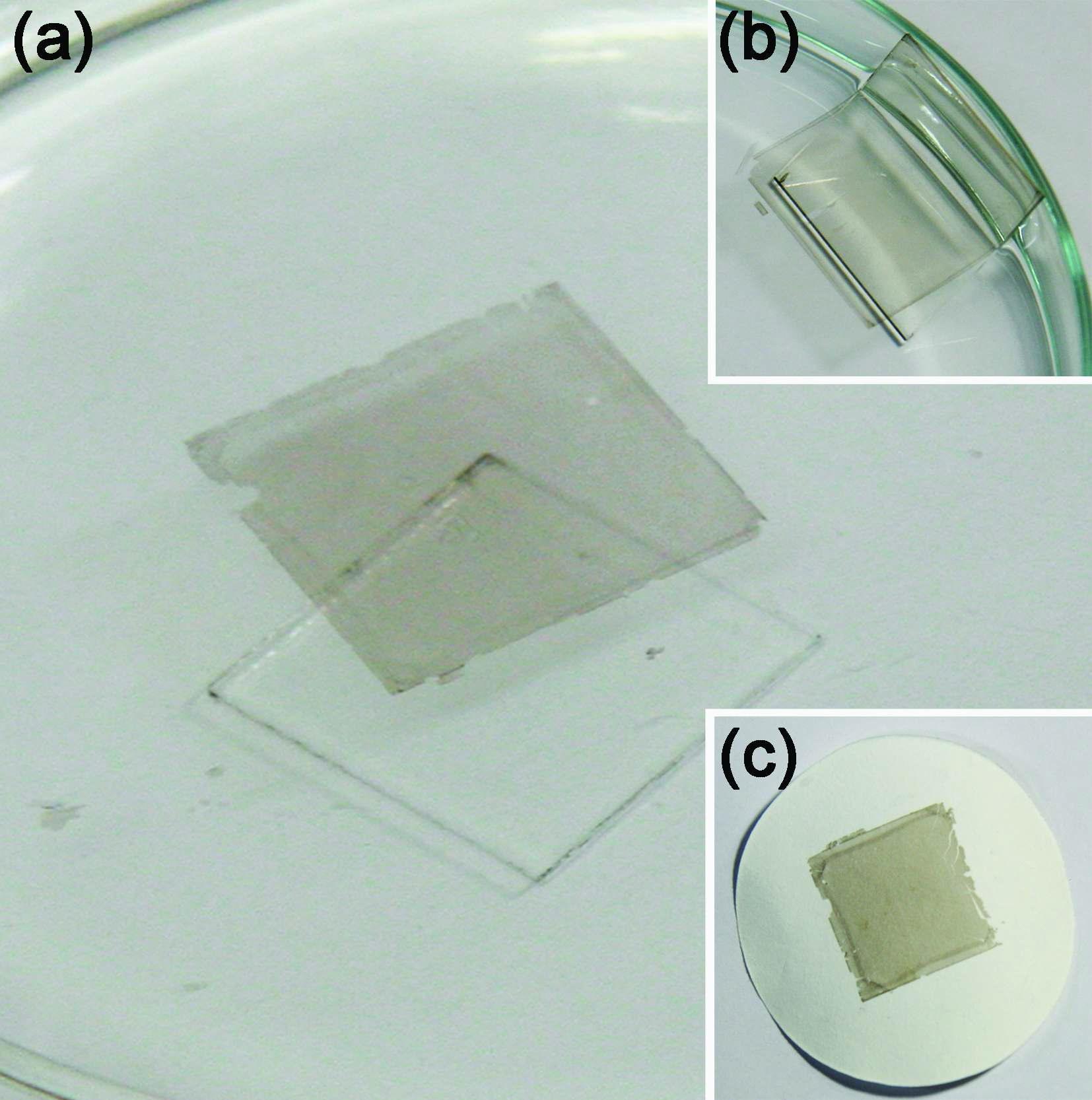Free-standing 박막 형성: (a) 수면 위에 떠 있는 SWCNT 박막, (b) 유리로부터 분리되는 박막, (c) filter paper로 옮긴 박막.