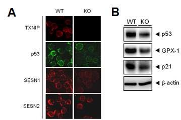 VDUP1에의한 표적단백질 발현조절