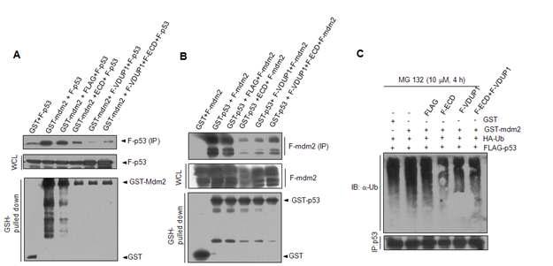 VDUP1과 hECD의 Mdm2-p53 결합억제와 Mdm2-매개된 p53 유비키티네이션 억제