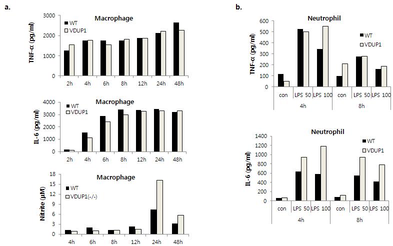 Cytokines level of macrophages and neutrophils from VDUP1+/+mice and VDUP1-/- mice measured after treatment of LPS